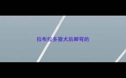 拉布拉多猎犬后脚弯的