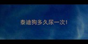 泰迪狗多久尿一次