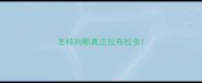 怎样判断真正拉布拉多