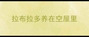 拉布拉多养在空屋里
