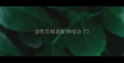 边牧怎样就配种成功了