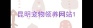 昆明宠物领养网站
