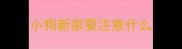 小狗新家要注意什么