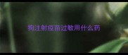 狗注射疫苗过敏用什么药