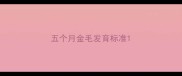 五个月金毛发育标准
