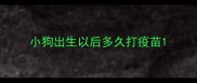 小狗出生以后多久打疫苗