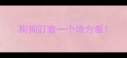 狗狗盯着一个地方看