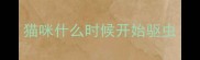 猫咪什么时候开始驱虫