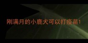 刚满月的小鹿犬可以打疫苗