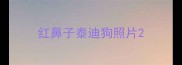 红鼻子泰迪狗照片