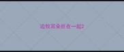边牧耳朵折在一起