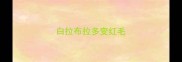 白拉布拉多变红毛