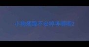 小狗烦躁不安哼哼唧唧
