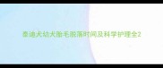 泰迪犬幼犬胎毛脱落时间及科学护理全
