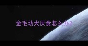 金毛幼犬厌食怎么办