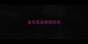金毛耳朵根部往前
