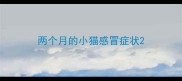 两个月的小猫感冒症状