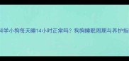 科学小狗每天睡14小时正常吗狗狗睡眠周期与养护指南