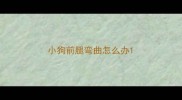 小狗前腿弯曲怎么办