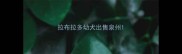 拉布拉多幼犬出售泉州