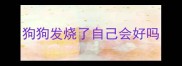狗狗发烧了自己会好吗