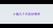 小猫几个月后好喂养
