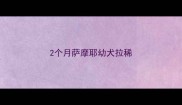 2个月萨摩耶幼犬拉稀