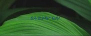 拉布拉多临产征兆