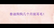 泰迪狗狗几个月拔耳毛