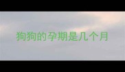 狗狗的孕期是几个月