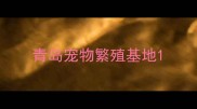 青岛宠物繁殖基地