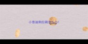 小泰迪狗拉稀怎么办
