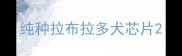 纯种拉布拉多犬芯片
