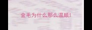 金毛为什么那么温顺