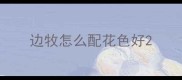 边牧怎么配花色好