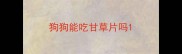 狗狗能吃甘草片吗