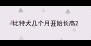 比特犬几个月开始长高
