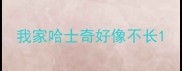 我家哈士奇好像不长