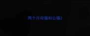 两个月母猫和公猫
