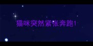 猫咪突然紧张奔跑