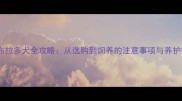 黑拉布拉多犬全攻略从选购到饲养的注意事项与养护技巧