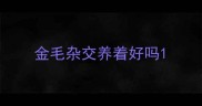 金毛杂交养着好吗