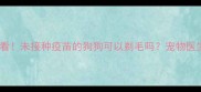 打疫苗前必看未接种疫苗的狗狗可以剃毛吗宠物医生详细解答