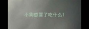 小狗感冒了吃什么