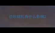 边牧结扎有什么影响