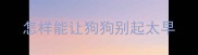 怎样能让狗狗别起太早