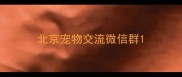 北京宠物交流微信群
