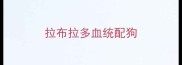 拉布拉多血统配狗