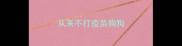 从来不打疫苗狗狗