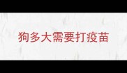 狗多大需要打疫苗
